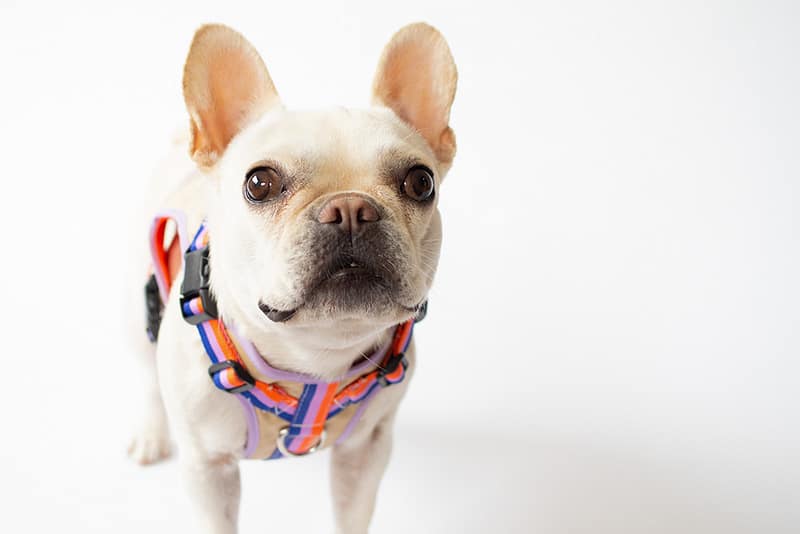 transform harness VEST【Gummy】