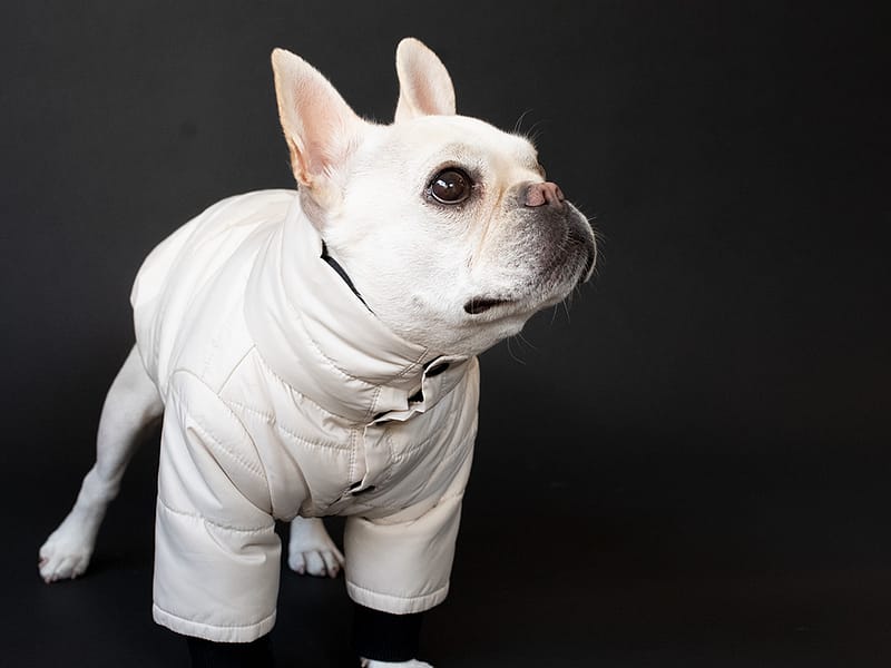 スタンドカラーPOPコート【ECRU】