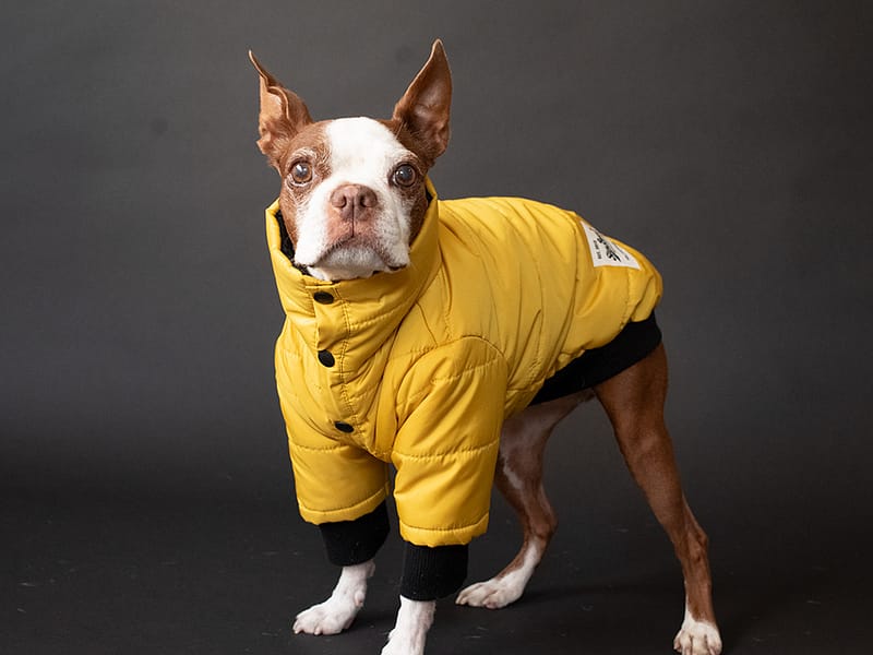 スタンドカラーPOPコート【MSTD】