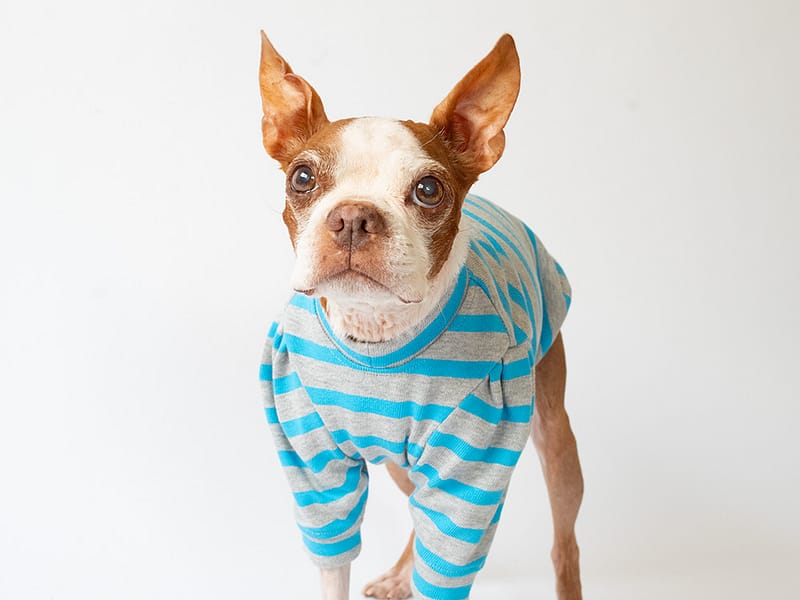 ショルダータックボーダーTEE【SKY】