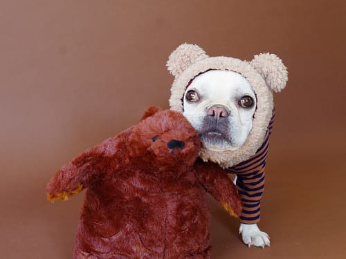 くまさんスヌード